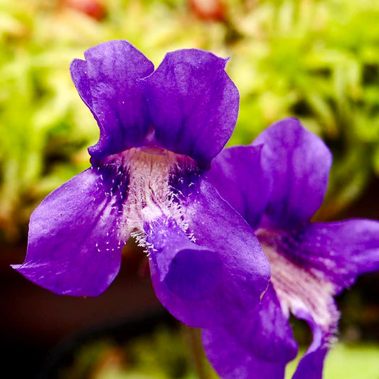 Pinguicula grandiflora (possibly x vulgaris) Gemmae - Cloud Forest Flora