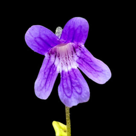Pinguicula vulgaris (possibly x grandiflora) Gemmae - Cloud Forest Flora