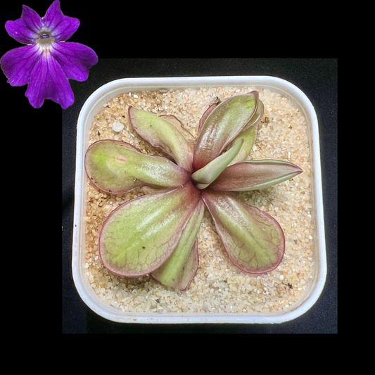 Pinguicula laueana x emarginata