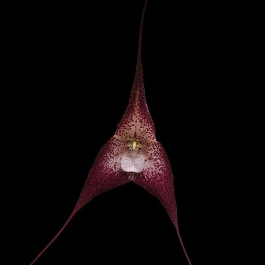 A Dracula orchid flower set against a black background. The flower is maroon with white speckling.