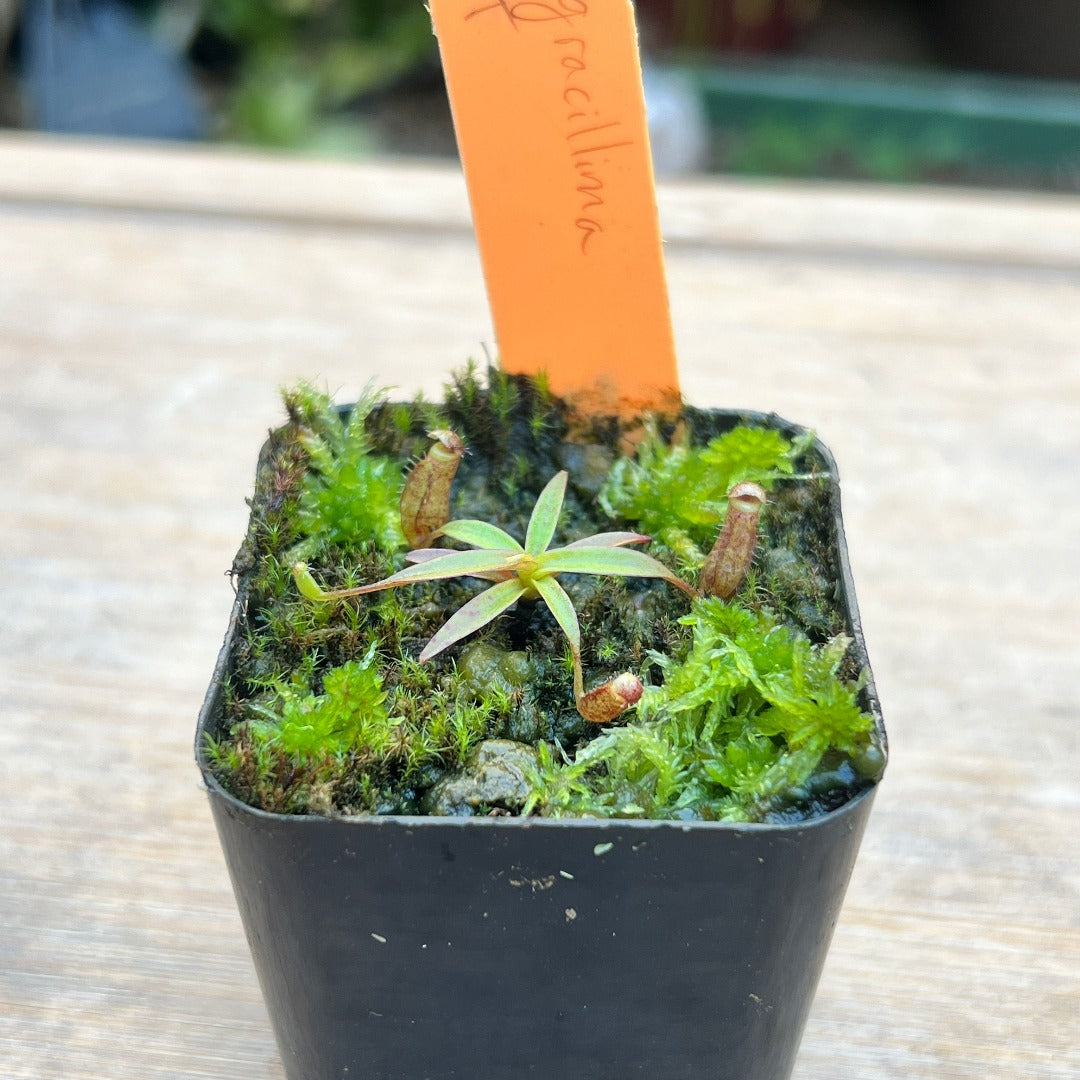 Nepenthes gracillima MT - Cloud Forest Flora