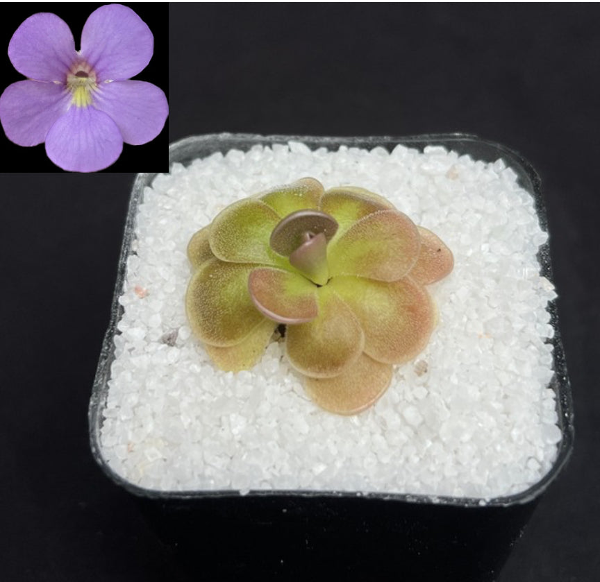 Pinguicula agnata ‘Red Leaf’ x ehlersiae