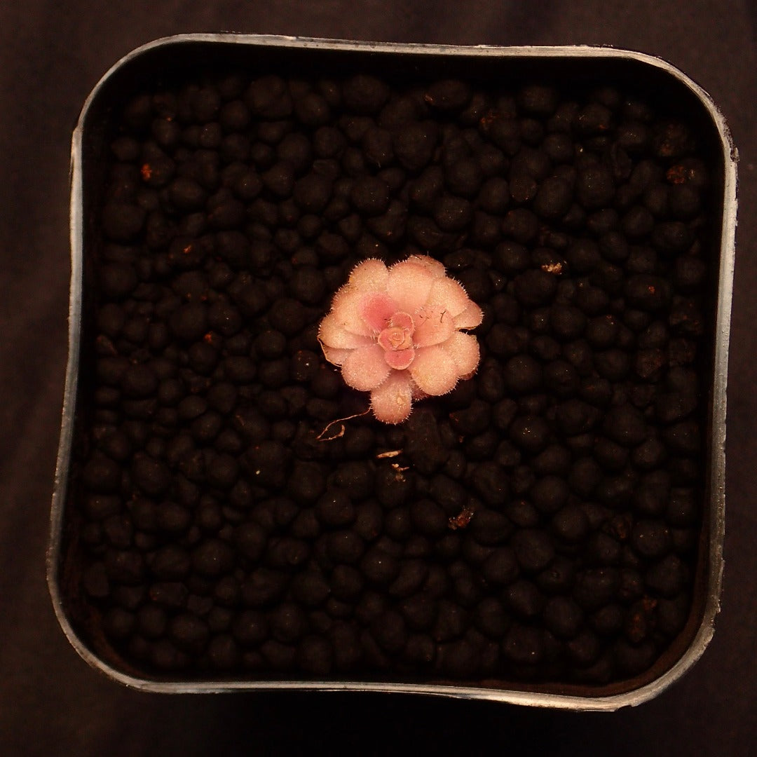 Pinguicula Linz a beautiful pink plant in a pot against a black background.