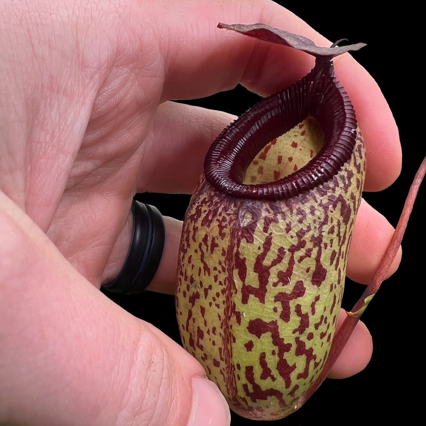 Nepenthes aristolochioides x ventricosa