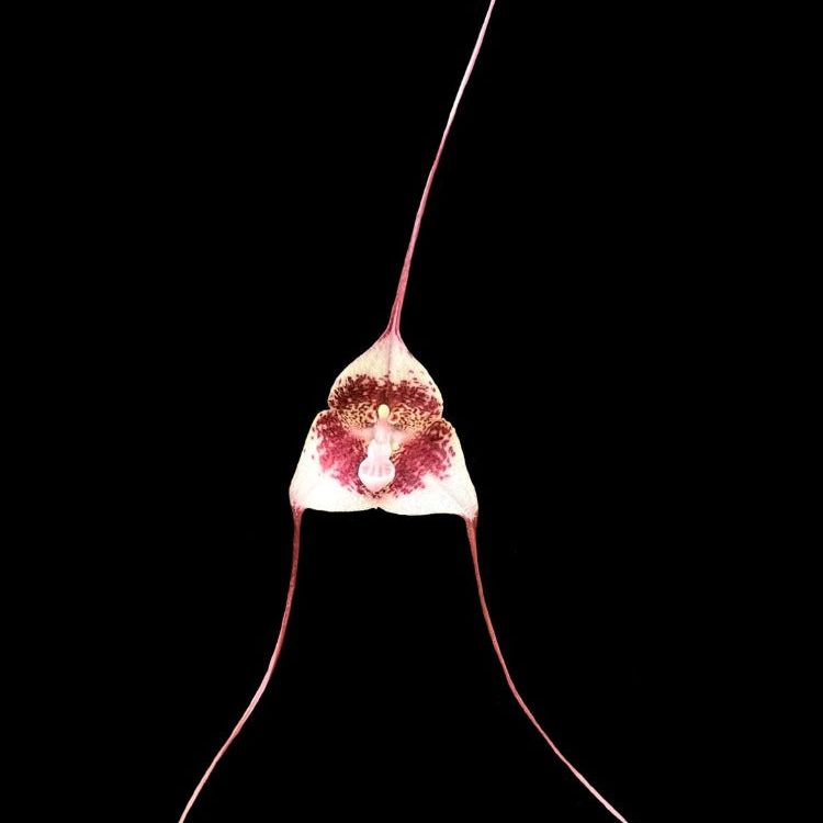 A Dracula flower set against a black background. The flower has long red and white sepals. The interior of the flower is white with red speckles.