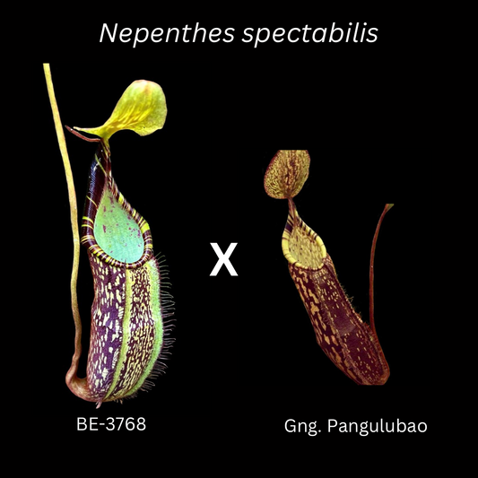 Nepenthes spectabilis (BE-3768 x Gng. Pangulubao) - Cloud Forest Flora