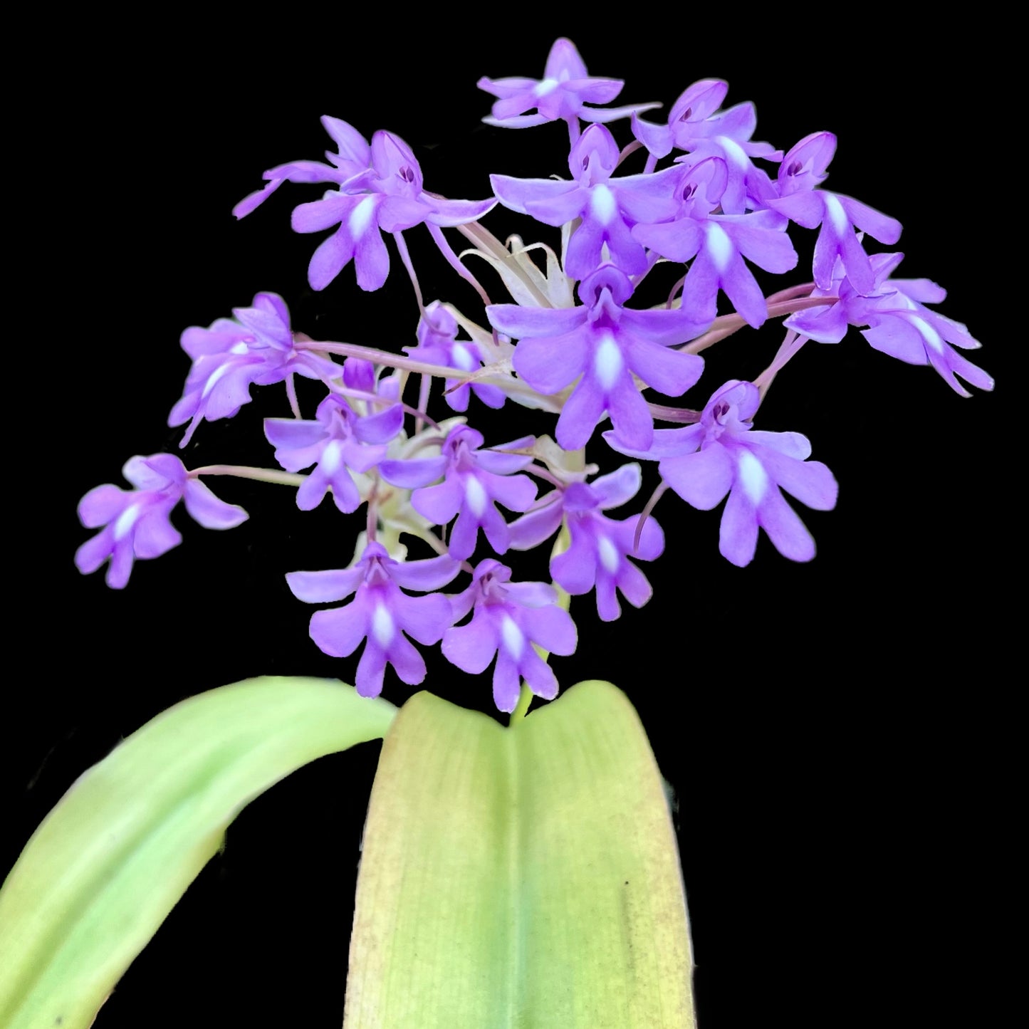 Cynorkis calanthioides