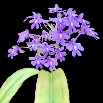 Cynorkis calanthioides