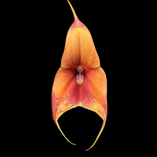 Dracuvallia Lucifer - Cloud Forest Flora
