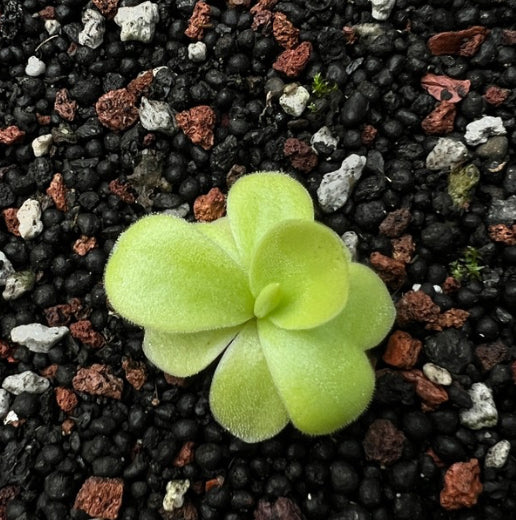 Pinguicula gigantea - Cloud Forest Flora