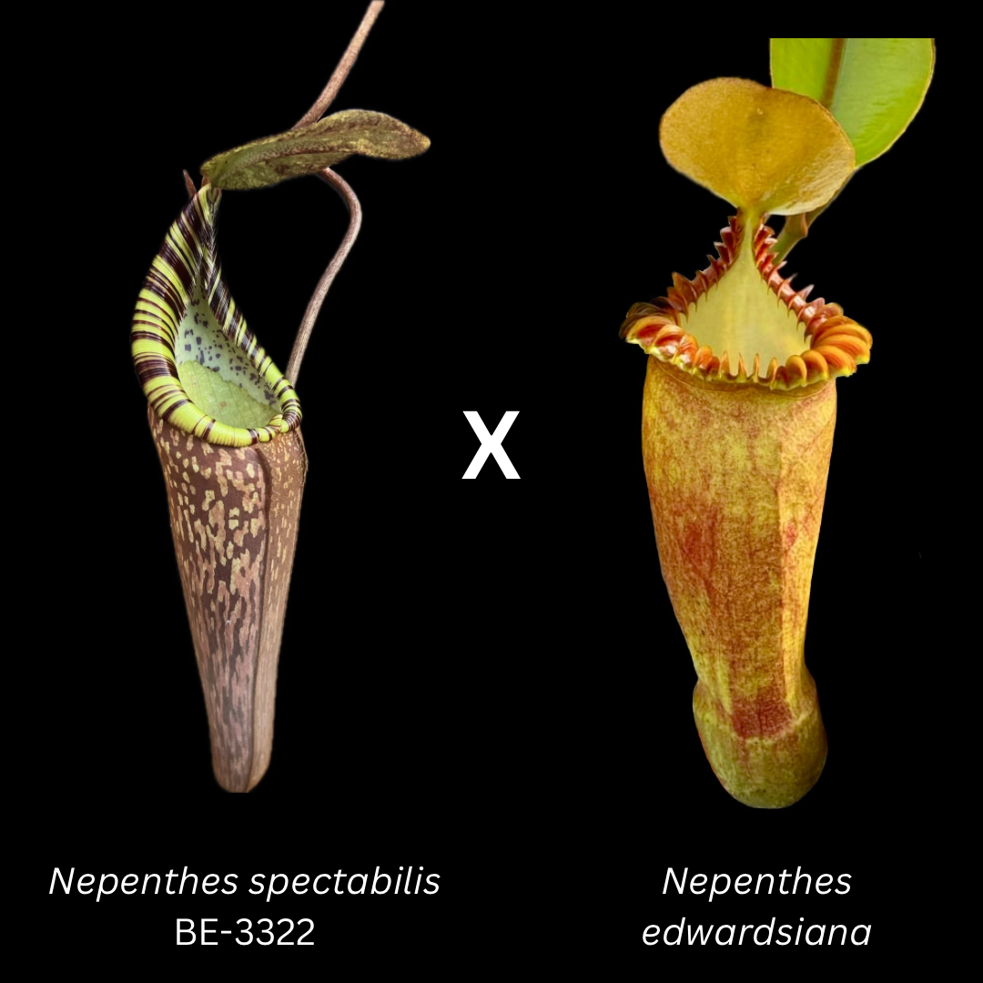 Nepenthes spectabilis Giant x edwardsiana CalCarn Giant seeds