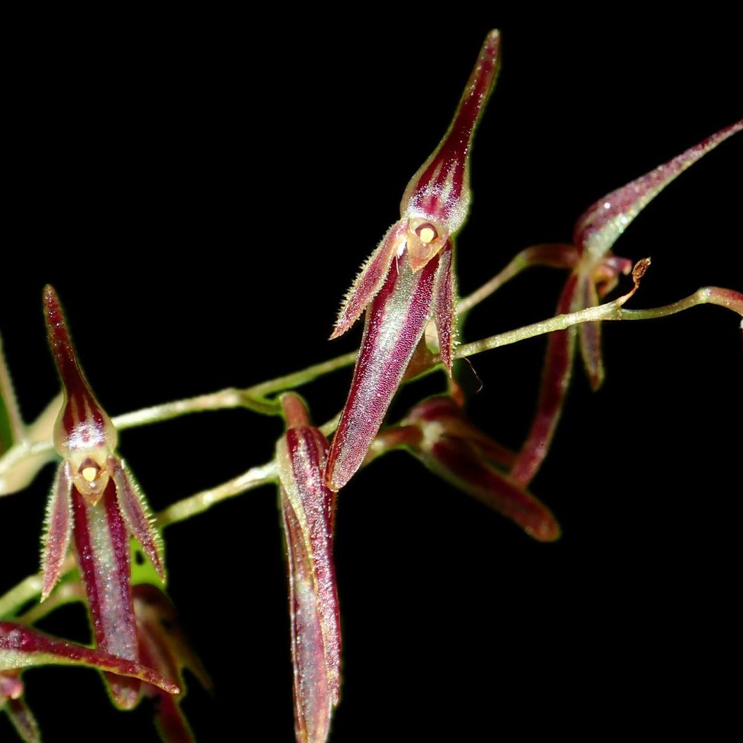 Pleurothallis stricta x self - Cloud Forest Flora