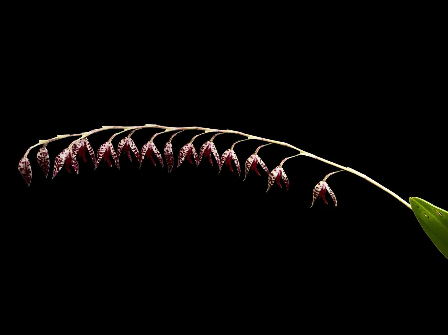 Pleurothallis restrepioides - Cloud Forest Flora