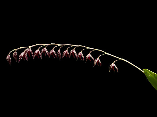 Pleurothallis restrepioides - Cloud Forest Flora