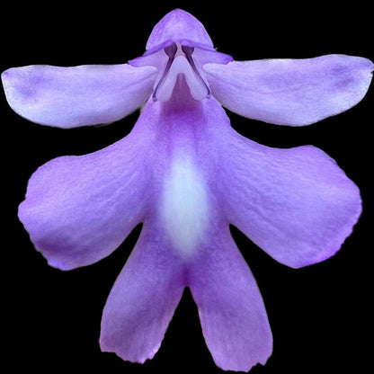 Picture of a purple Cynorkis flower set against a black background.