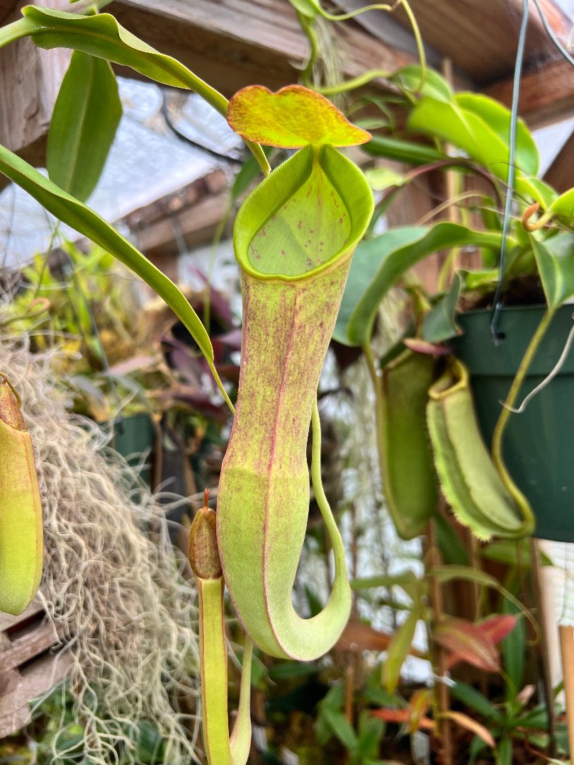 Nepenthes (densiflora x spectabilis) x (spathulata x ramispina BE-3510) seeds