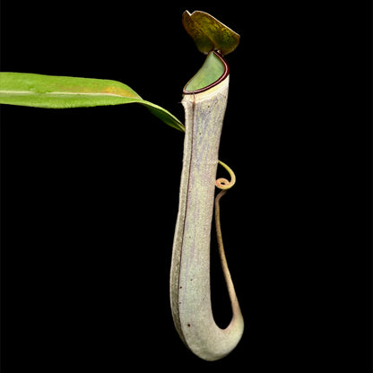 Nepenthes albomarginata Black ♂