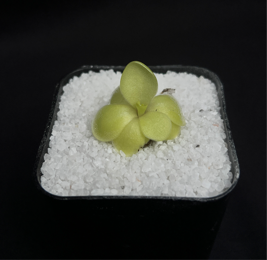 Pinguicula “Bugbane”