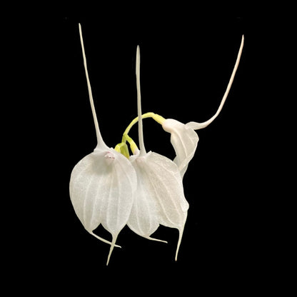 Three pure white Masdevallia orchid flowers are set against a black background.n