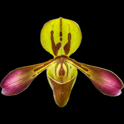 Paphiopedilum tigrinum