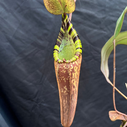 Nepenthes spectabilis Giant x edwardsiana CalCarn Giant seeds