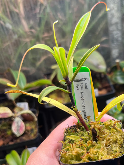 Nepenthes glabrata