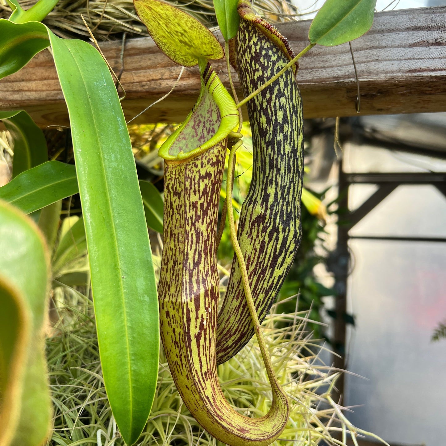 Nepenthes (spectabilis x spathulata) 'Helen x (spectabilis x singalana) seeds