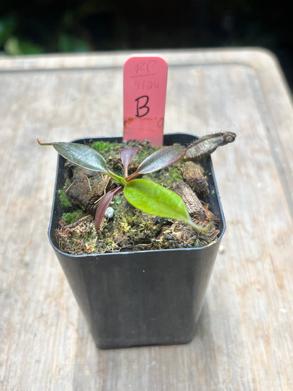 Nepenthes ceciliae BCP-N1720