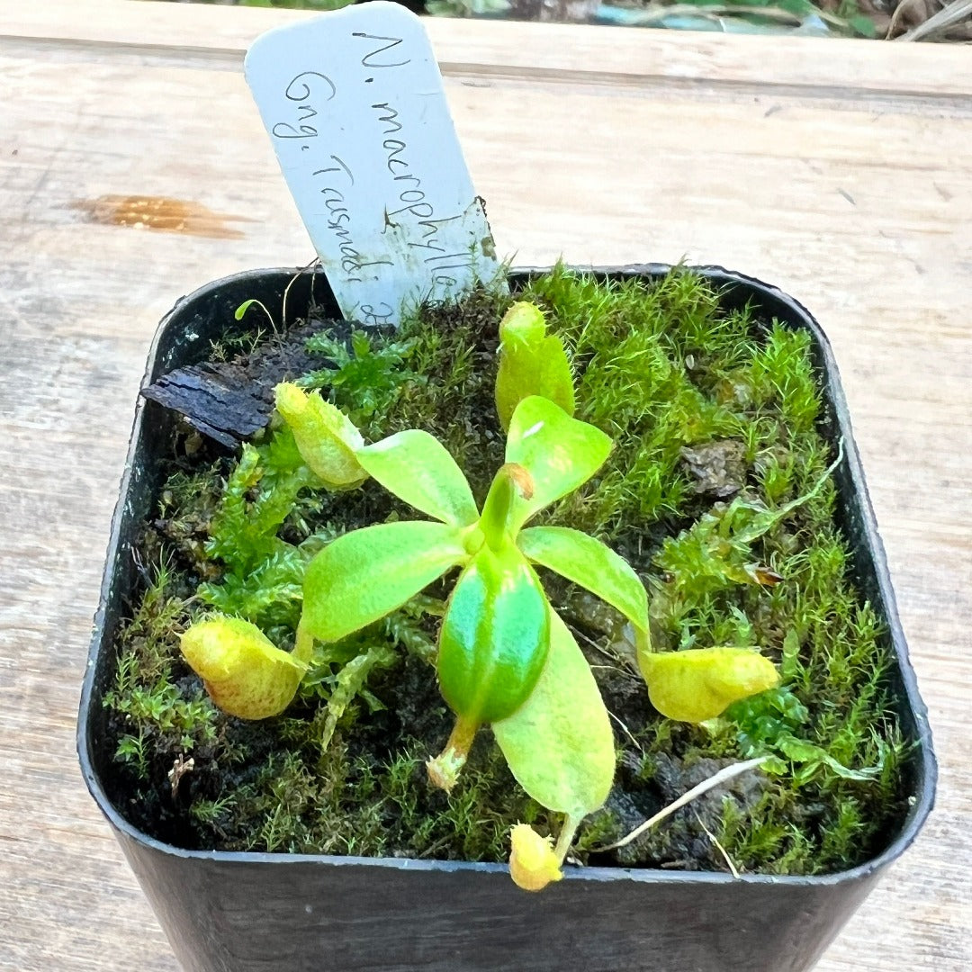 Nepenthes macrophylla Gng. Trusmadi BCP - Cloud Forest Flora