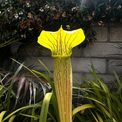 Sarracenia alata