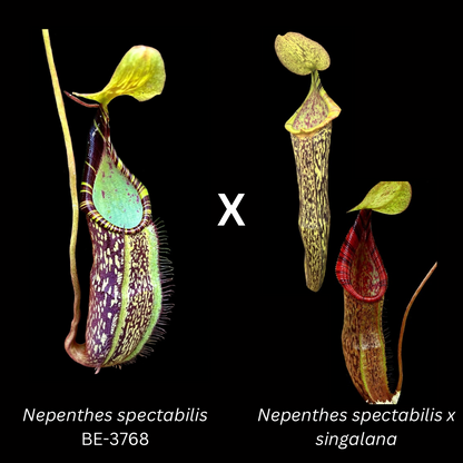 Nepenthes spectabilis x (spectabilis x singalana) - Cloud Forest Flora