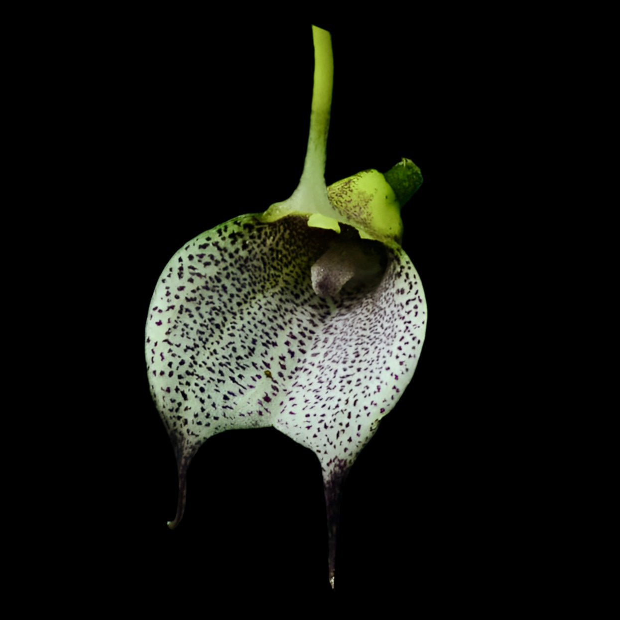 Masdevallia floribunda