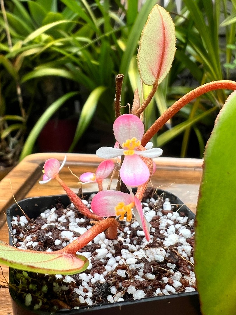 Begonia elaeagnifolia