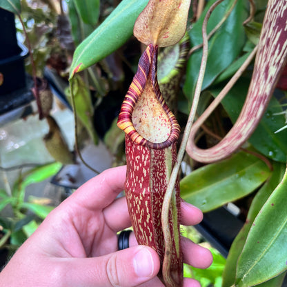 Nepenthes spectabilis x (spectabilis x singalana) seeds