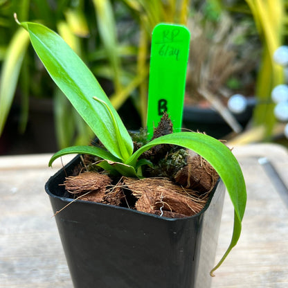 Nepenthes aristolochioides x ventricosa