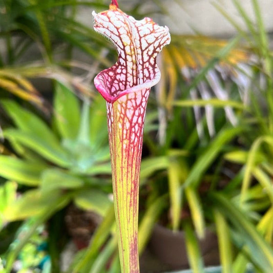 Sarracenia leucophylla