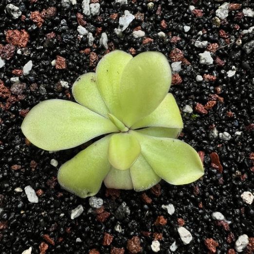 Pinguicula agnata El Lobo x 'moranensis' Huahuapan - Cloud Forest Flora