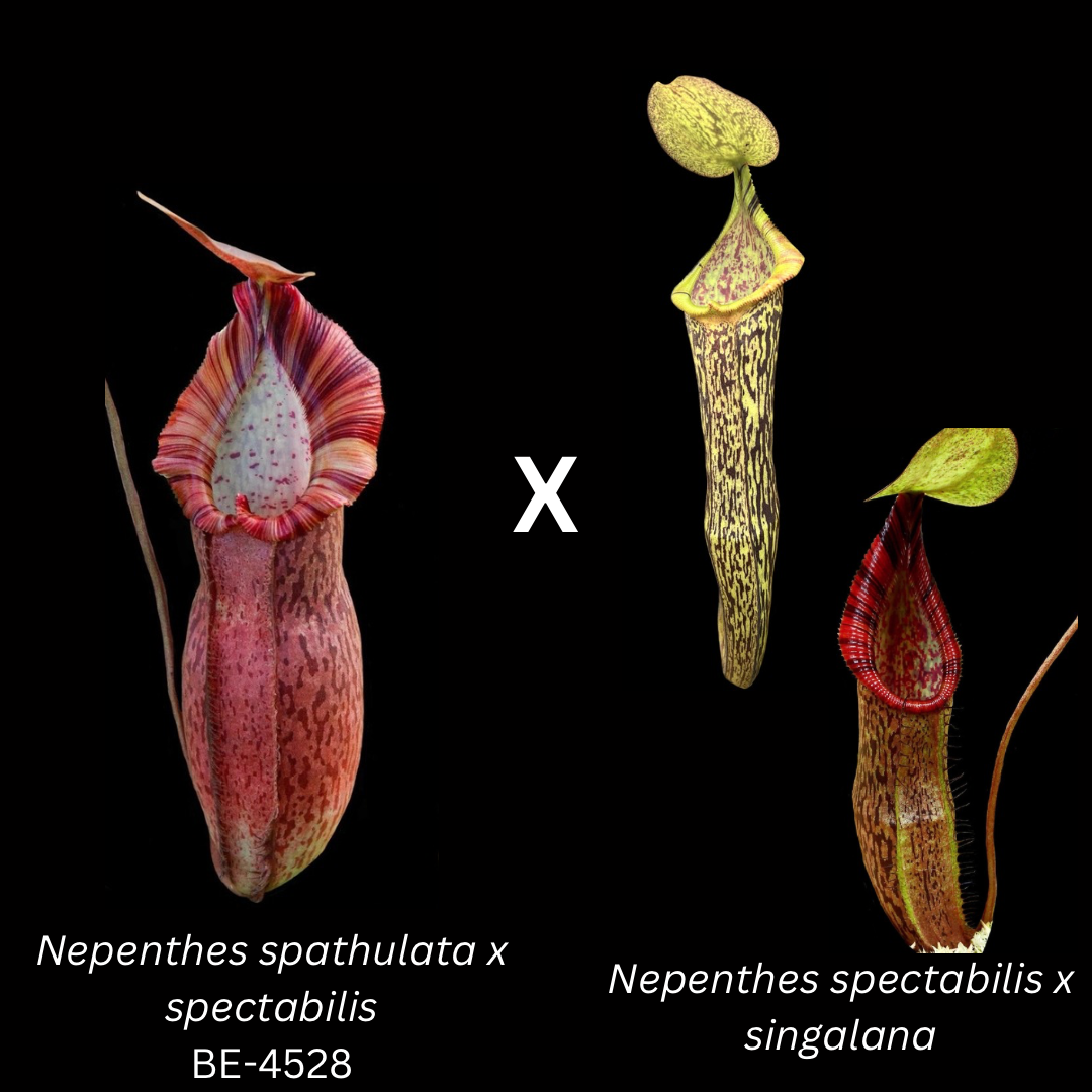 Nepenthes (spectabilis x spathulata) 'Helen x (spectabilis x singalana) - Cloud Forest Flora