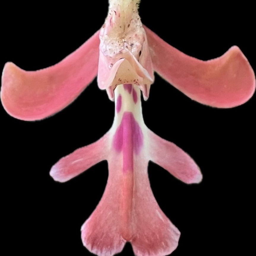 A pink bilaterally symmetrical orchid flower with a black background.