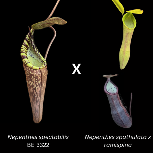 Nepenthes spectabilis Giant x (spathulata x ramispina BE-3510) - Cloud Forest Flora