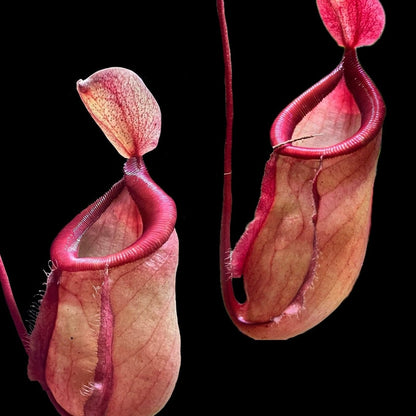 Nepenthes ventricosa x globosa BE-3686 - Cloud Forest Flora