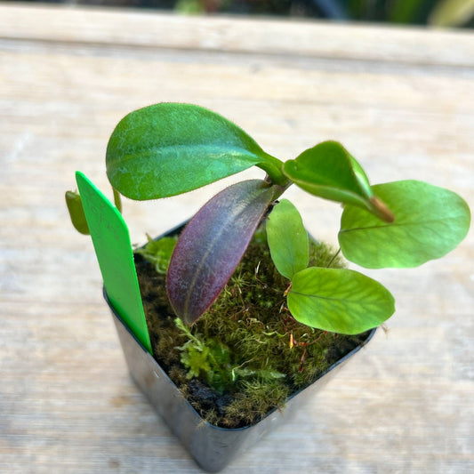 Nepenthes faizaliana Gng. Api BCP-N2132 - Cloud Forest Flora