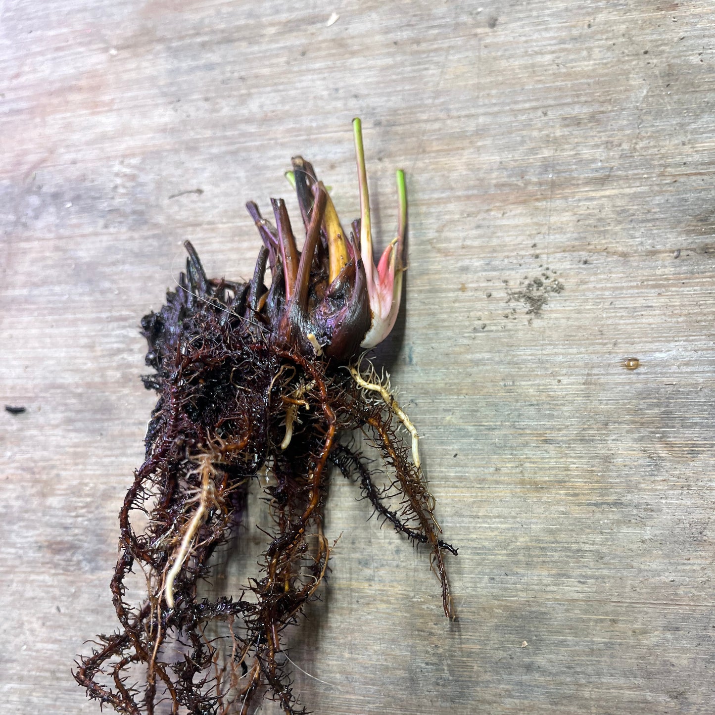 Sarracenia unknown rhizome - Cloud Forest Flora