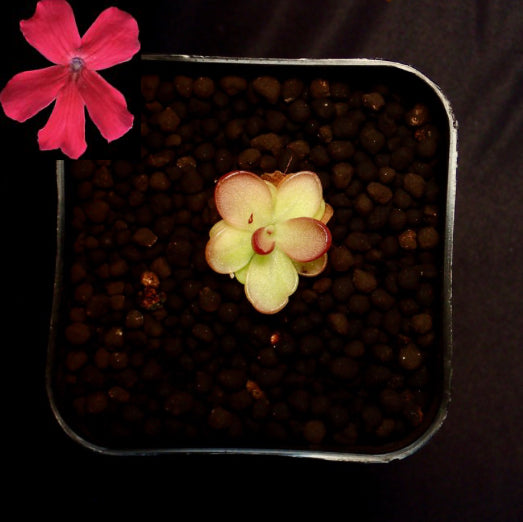 Pinguicula laueana red in a pot with a black background, photo of the red flower in the left corner.