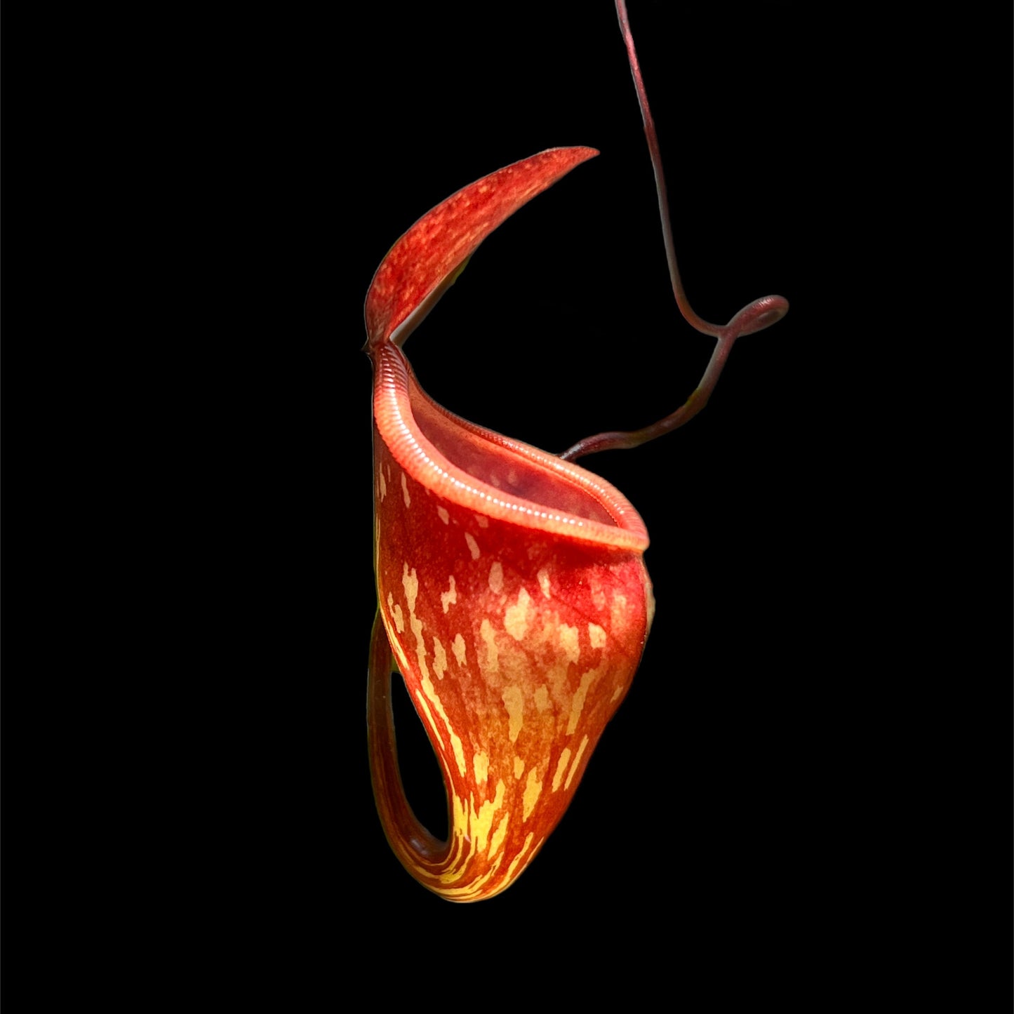 Nepenthes pitopangii Ivory form AW-01 - Cloud Forest Flora