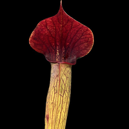 Sarracenia alata “Maroon Throat”