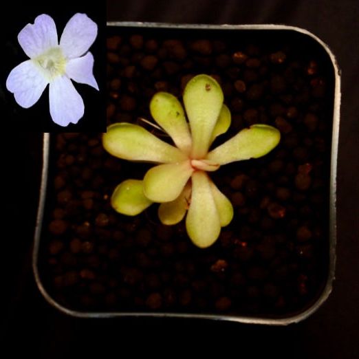 Pinguicula agnata x emarginata “ kondoi white flower” in a pot with a black background. Photo of the flower in the left corner.