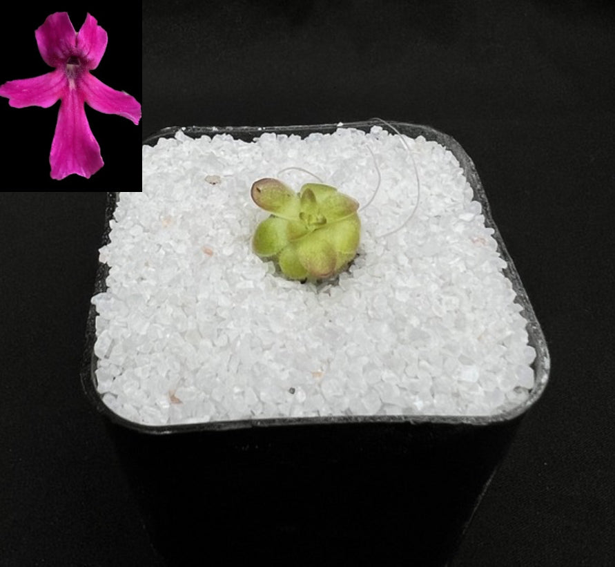 Pinguicula laueana “Fuchsia”