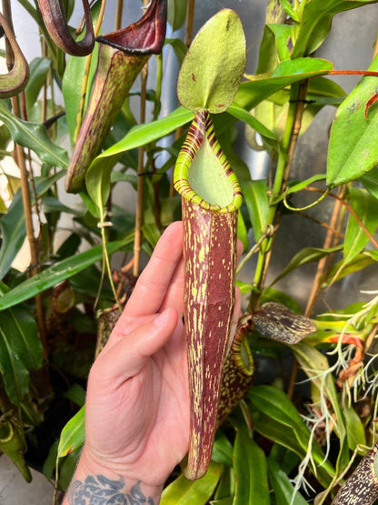 Nepenthes spectabilis BE-3322 x maxima Wavy Leaf BE-3786