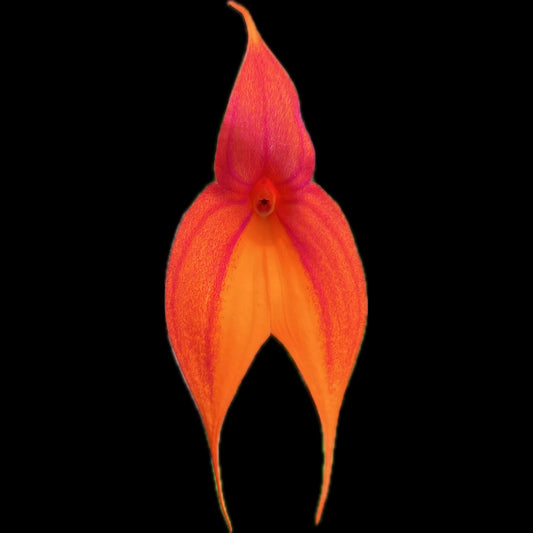 Masdevallia veitchiana - Cloud Forest Flora